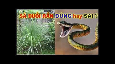 Rắn sợ mùi gì? 5 loài cây đuổi rắn có thể trồng trong vườn nhà