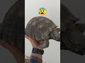 Esta TORTUGA pesa como 5 KG!