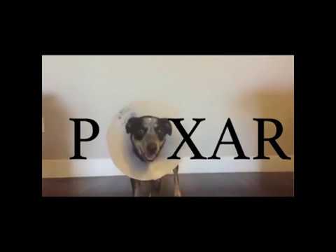 pixar dog