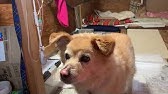 マムシに噛まれた柴犬ラッキー The Name Of A Dog Bitten By A Poisonous Snake Is Lucky Youtube マムシに噛まれた柴犬ラッキー The Name Of A Dog Bitten By A Poisonous Snake Is Lucky Youtube
