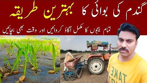 How to sow wheat seed properly - The dry sowing method with benefits! | Abid Ali Agrarian