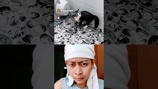 5 gaya kucing kepentog #radenstory #asleng #duet #collab #reaction #cat #cute #cats 5 gaya kucing kepentog #radenstory #asleng #duet #collab #reaction #cat #cute #cats