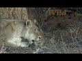 Cute Cubs Frolic around Mom