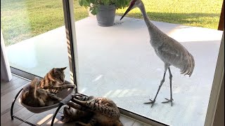 Savannah Cats Have An Audience While Playing! Cuteness Overload! #cute #cat #video by Sweet Heavenly Savannahs 480 views 2 years ago 1 minute, 6 seconds