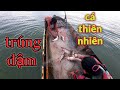 Bầy Cá Khủng Sa Lưới | Bắt Cá Sông Tiền #66TV #bắtcásôngtiền #mekongriverfish