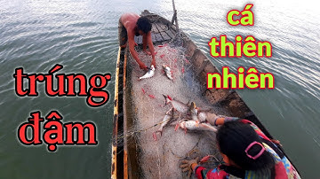 Bầy Cá Khủng Sa Lưới | Bắt Cá Sông Tiền #66TV #bắtcásôngtiền #mekongriverfish