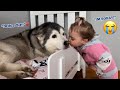 Sad Old Husky Pining For Her Baby When She Leaves Is The Cutest Thing You Will See!😭.