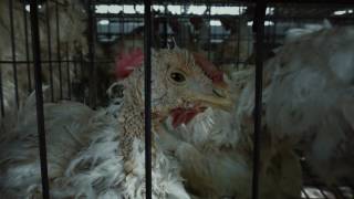 Cómo (mal)viven las gallinas enjauladas en India