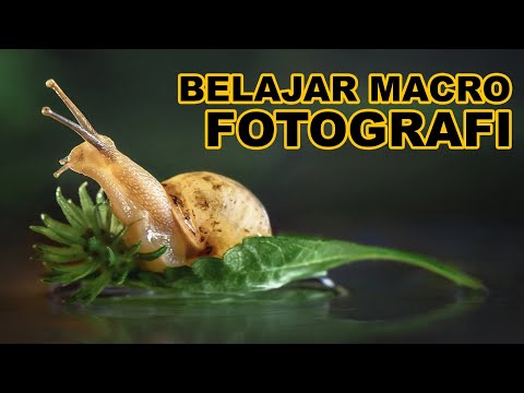 Video: Bagaimana Cara Mengambil Fotografi Makro