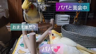 オカメインコ　人工孵化　生後日から人工飼育