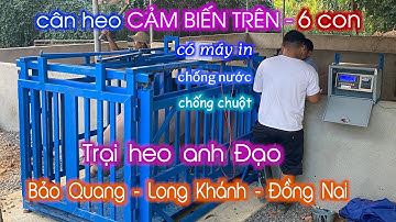 Cân điện tử cân heo 2 tấn - 6 con - có máy in - cảm biến trên - trại heo a Đạo - Long Khánh Đồng Nai