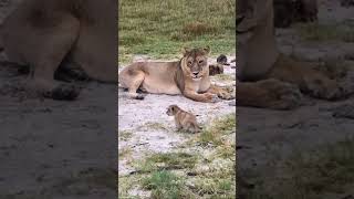 Baby Lion Roars Lion Cub Roaring Ig