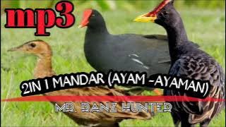 MP3|| SI JENGGER MERAH MANDAR BATU (AYAM -AYAMAN)