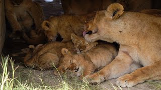 Lioness nursing her Cubs |happy Mother’s Day.