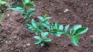 Chan Viando Henla Guera