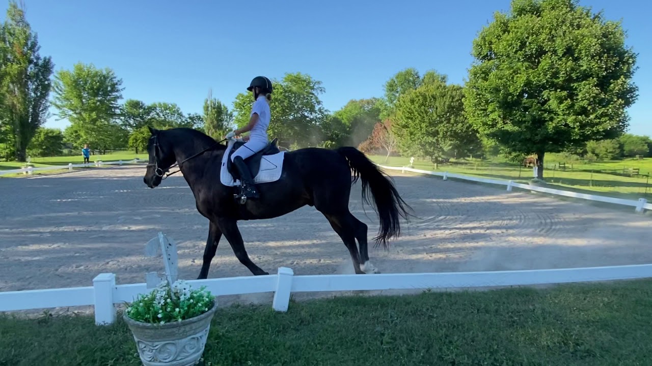 Madison Sumner & Wester’s Sergio Bay Second level test 1 YouTube