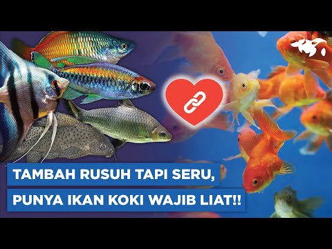 Video: Dapatkah saya memberi makan axolotl tubifex saya?