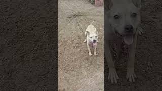 Nice Acting Lil Sorrels Bred Pup 7.5 Months