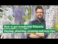 How to get wonderful wisteria buying planting pruning and care tips  the rhs