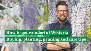 How to get wonderful Wisteria: Buying, planting, pruning and care tips | The RHS