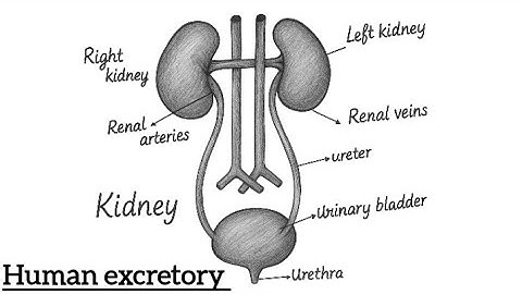 Human Excretory system Diagram|Kidney Function Explained|Biology Draw & Labelling Tutorial 