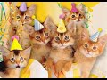 Happy Birthday Kittens