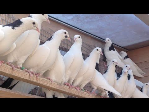 Бакинские Бойные Голуби