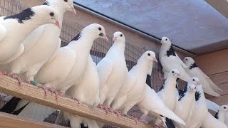 Бакинские Бойные Голуби