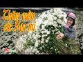 Thăm vườn cúc Họa mi làng hoa Tây Tựu Hà Nội