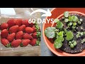 Growing strawberries from seeds using led grow light part 1