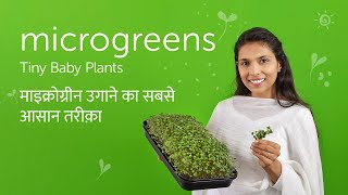 All About Highly Nutritious Microgreens | घर पर माइक्रोग्रीन कैसे उगाएँ? | Satopradhan Vision