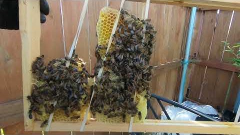 Checking on mini mating nuc in a 6 frame nuc. Adding a frame of brood