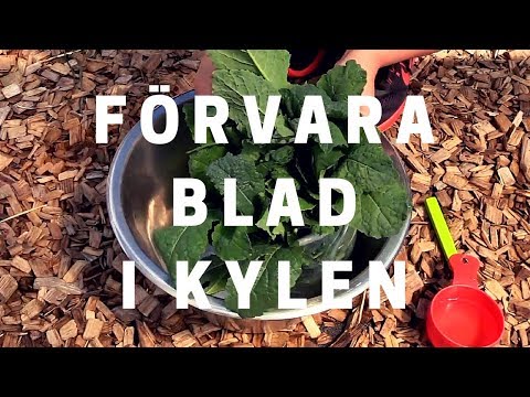 Video: Hur Man Förvarar Kål I Kylen