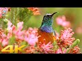 Instant Relief from Stress and Anxiety, Birds Singing in the Forest, Deep Healing Music for The Body