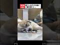 寝ているワンコの前にご飯を置くと起きること🐕‍🦺