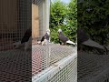 Jack Myna വേണോ 🤣😂 #fypシ #pigeon #lifeisbutadream #parava #birds #kabootar #youtubeshorts #kabutar