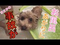 犬をお風呂に入れたら衝撃の事故が起きてママが笑いすぎたw【トイプードル】