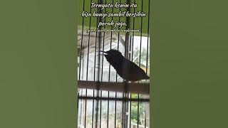 Konin gacor materi tepus dada putih. #koningacor #kolibrininja #shorts #sniper