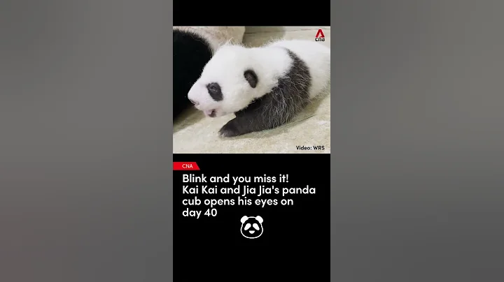 Singapore’s panda cub opens his eyes - 天天要聞