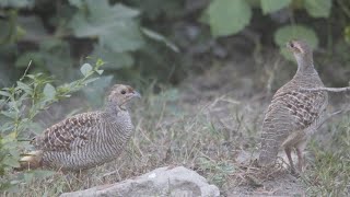jungle mein teetar fresh mood mein, hunting, season in jungle teeter Bird grey francolin voice screenshot 4