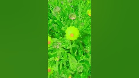 #quran #instagram #not #flowers #khubsurat #اكسبلور #صباحالخير #explore #القارئ_حمزة_بوديب #nature