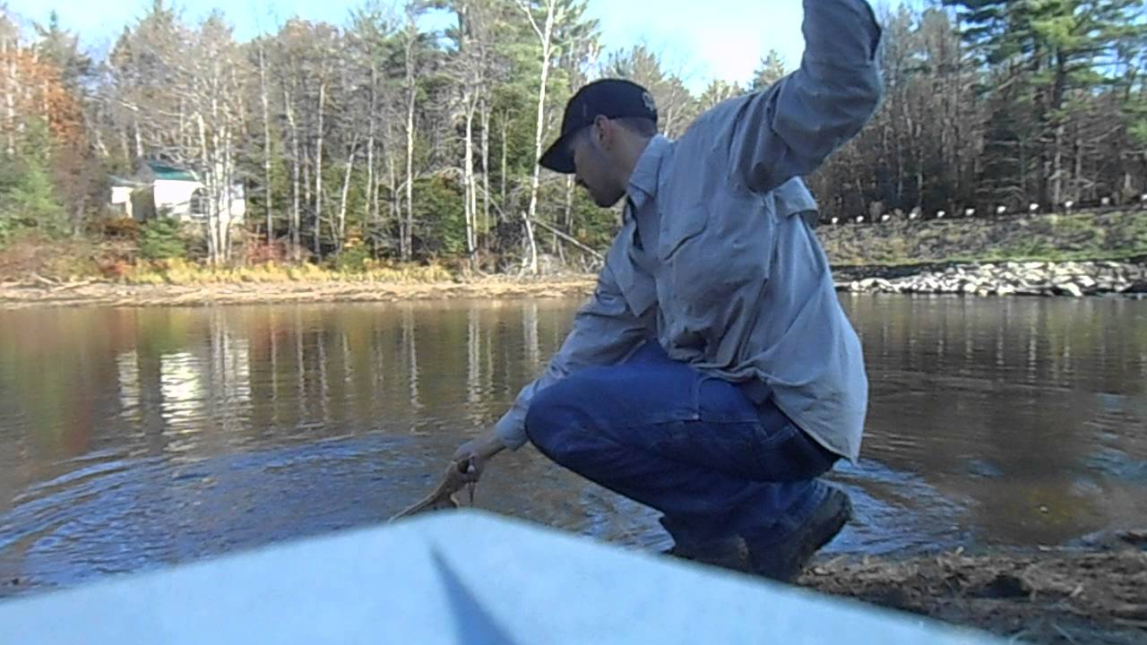 October Brown Trout Fishing New Hampshire YouTube