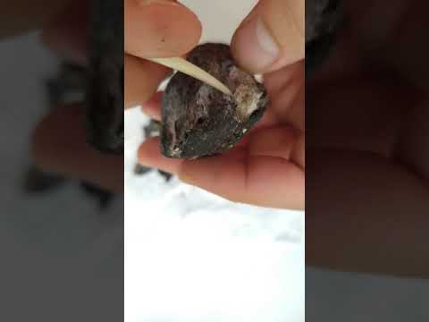 Video: Liquidambar Reçineli Veya Ambergris Ağacı