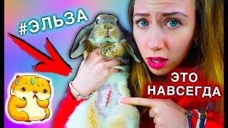 VLOG СНИМАЕМ ШВЫ ПОСЛЕ ОПЕРАЦИИ МОЙ КРОЛИК ЭЛЬЗА | Elli Di Pets VLOG СНИМАЕМ ШВЫ ПОСЛЕ ОПЕРАЦИИ МОЙ КРОЛИК ЭЛЬЗА | Elli Di Pets