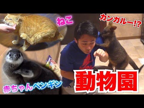 【多頭】自宅に赤ちゃんペンギンもカンガルーもいるんですか！？