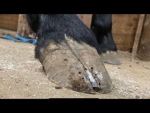 HOOF CRACK hoof TRIM
