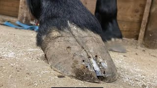 HOOF CRACK hoof TRIM