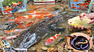 Download Lagu Catch glofish, goldfish, molly fish, ornamental fish, catfish, ornamental lobsters, eels MP3