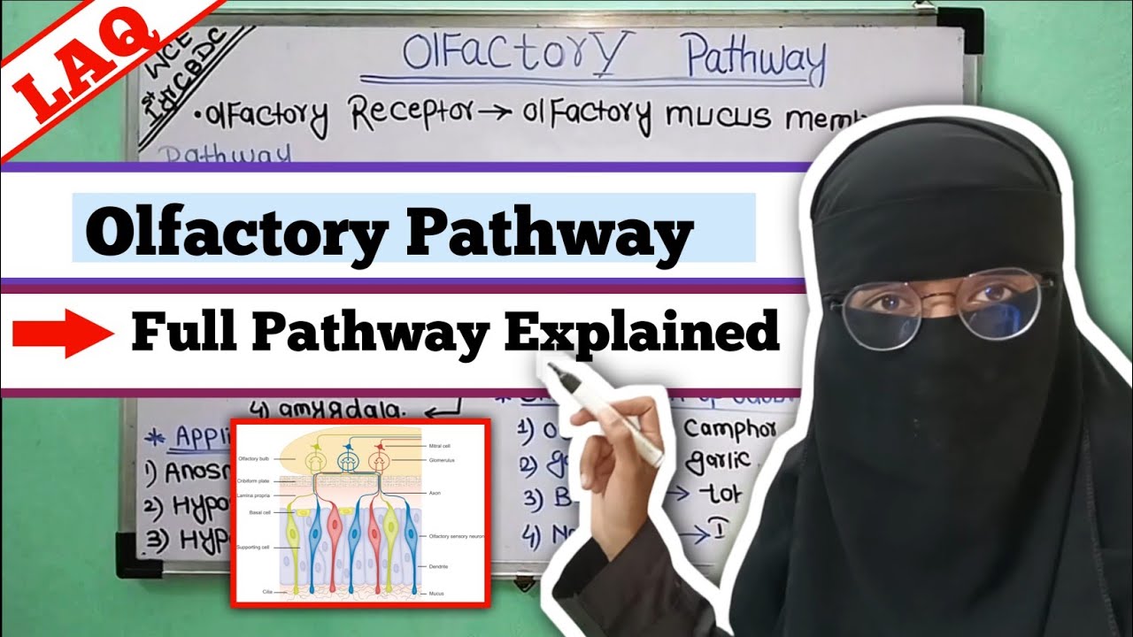 Olfactory Pathway Physiology | Special Senses | Sense Organ Physiology 