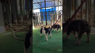 Devrow Showpigs Lot 1